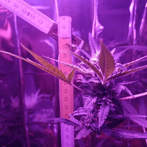 Auto White Widow growlog timeline photo
