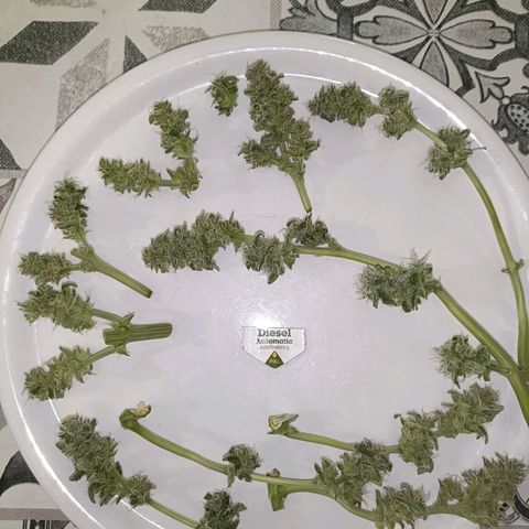 Diesel Auto growlog timeline photo