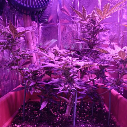 Diesel Auto growlog timeline photo