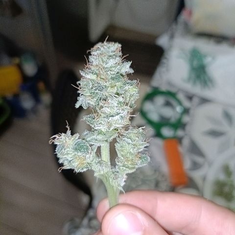 Diesel Auto growlog timeline photo