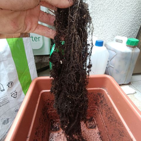 Diesel Auto growlog timeline photo