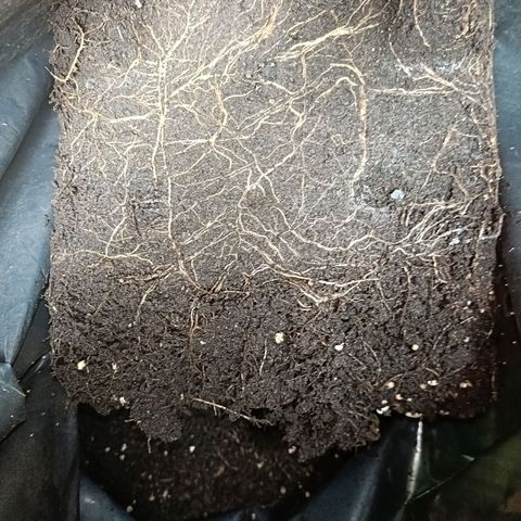 Diesel Auto growlog timeline photo