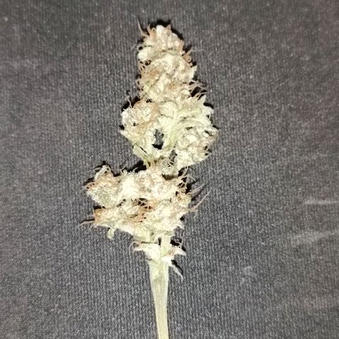 Diesel Auto growlog timeline photo