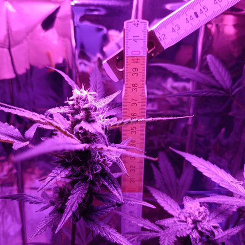 Auto White Widow growlog timeline photo