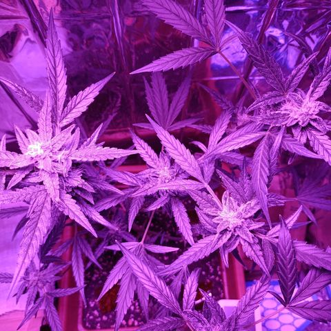 Auto White Widow growlog timeline photo