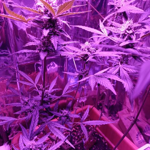 Auto White Widow growlog timeline photo