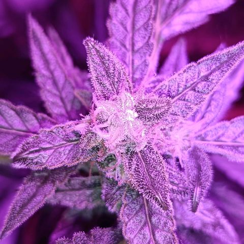 Auto White Widow growlog timeline photo