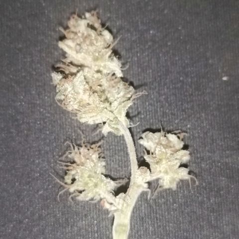Diesel Auto growlog timeline photo