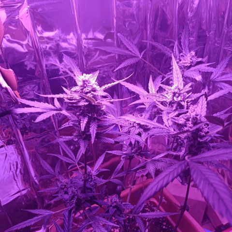 Auto White Widow growlog timeline photo