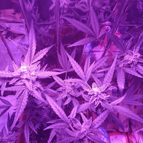 Auto White Widow growlog timeline photo