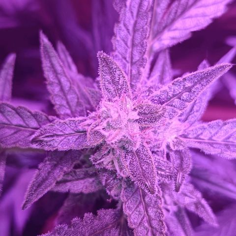 Auto White Widow growlog timeline photo