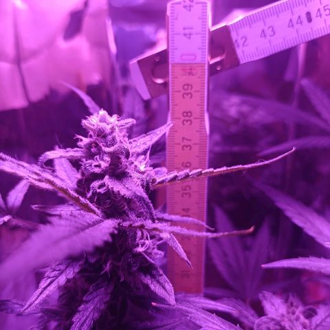 Auto White Widow growlog timeline photo
