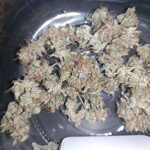 Diesel Auto growlog timeline photo