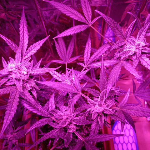 Auto White Widow growlog timeline photo