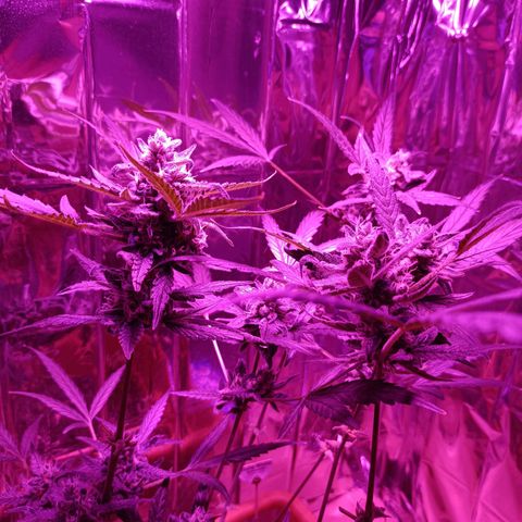 Auto White Widow growlog timeline photo