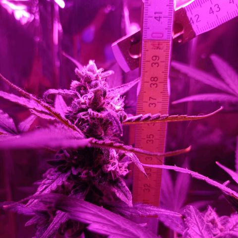 Auto White Widow growlog timeline photo