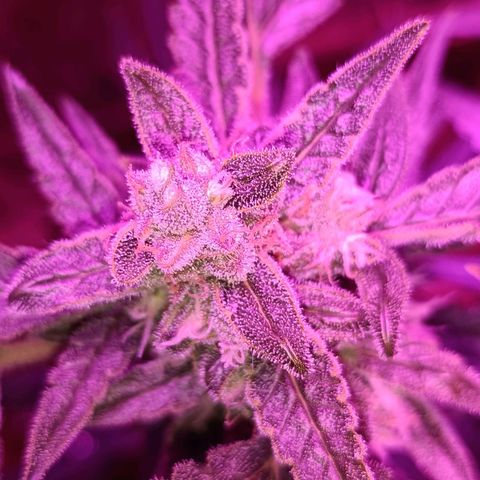 Auto White Widow growlog timeline photo