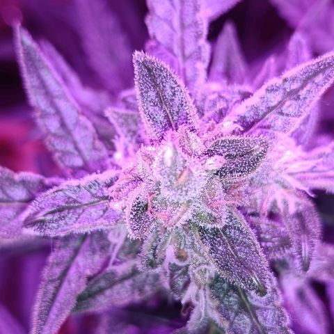 Auto White Widow growlog timeline photo