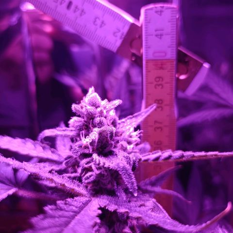 Auto White Widow growlog timeline photo