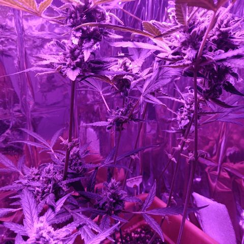 Auto White Widow growlog timeline photo