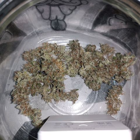 Diesel Auto growlog timeline photo