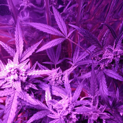 Auto White Widow growlog timeline photo