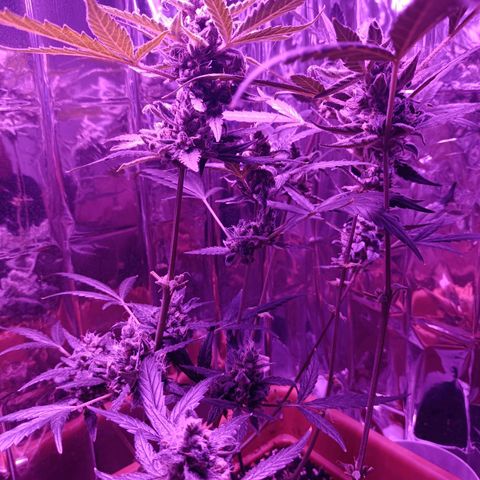 Auto White Widow growlog timeline photo