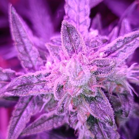 Auto White Widow growlog timeline photo