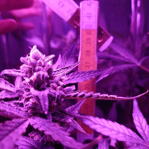 Auto White Widow growlog timeline photo