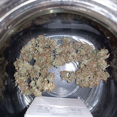 Diesel Auto growlog timeline photo