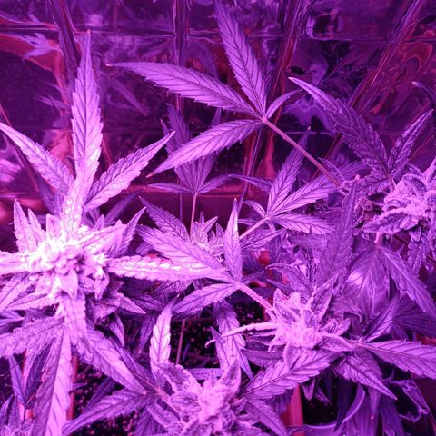 Auto White Widow growlog timeline photo