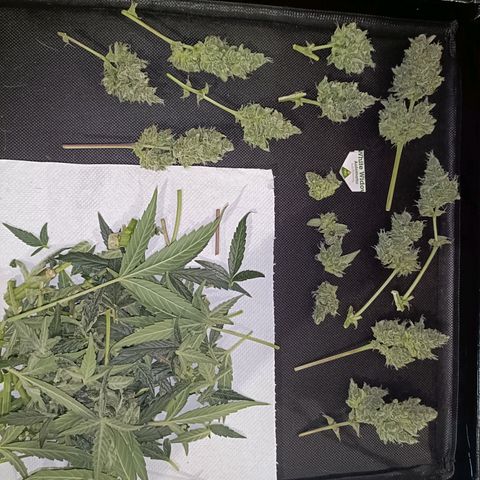 Auto White Widow growlog timeline photo