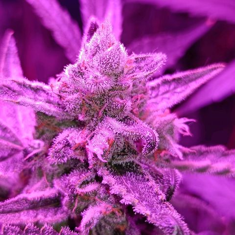 Auto White Widow growlog timeline photo