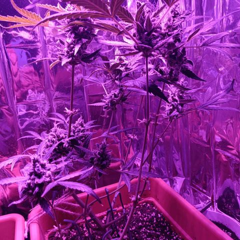 Auto White Widow growlog timeline photo