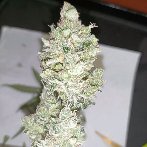 Auto White Widow growlog timeline photo