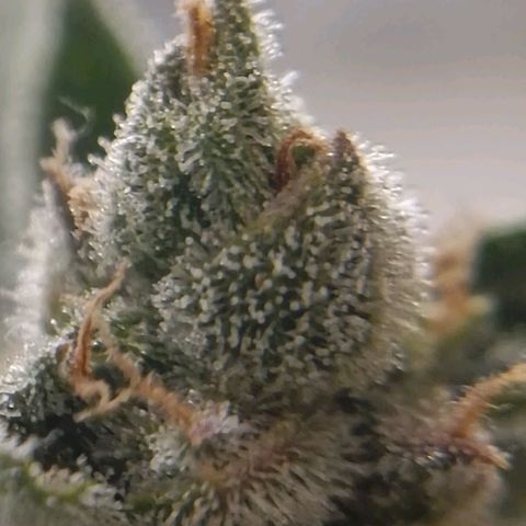 Auto White Widow growlog timeline photo