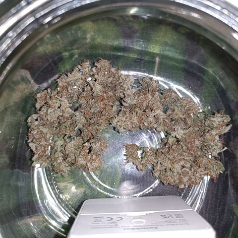 Diesel Auto growlog timeline photo