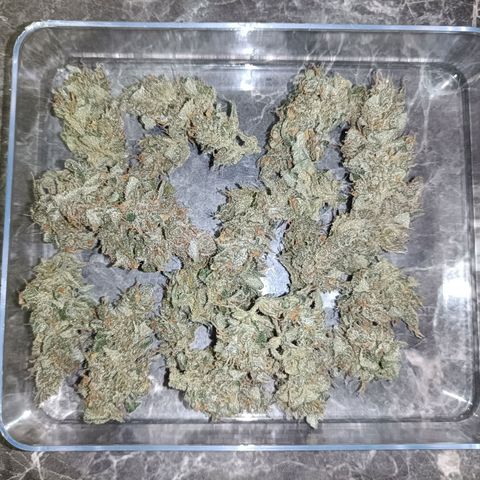 Auto White Widow growlog timeline photo