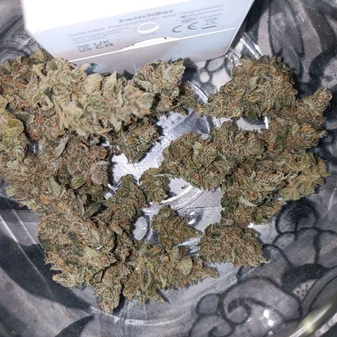 Auto White Widow growlog timeline photo