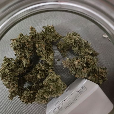 Auto White Widow growlog timeline photo
