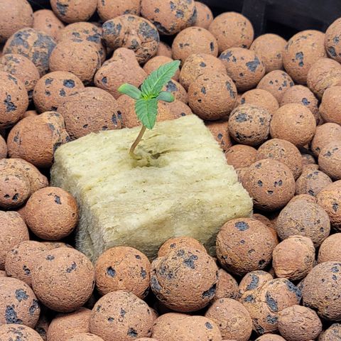 American Pie growlog timeline photo