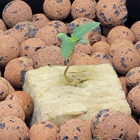 American Pie growlog timeline photo