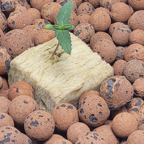 American Pie growlog timeline photo