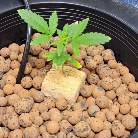 American Pie growlog photo: Doubled her height!