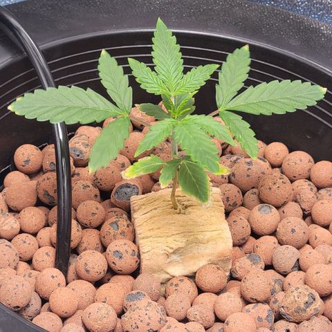 American Pie growlog timeline photo