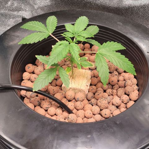 American Pie growlog timeline photo