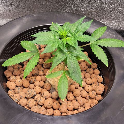 American Pie growlog timeline photo