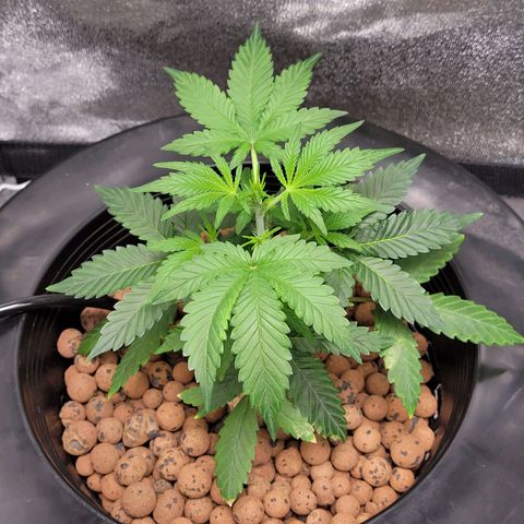 American Pie growlog timeline photo