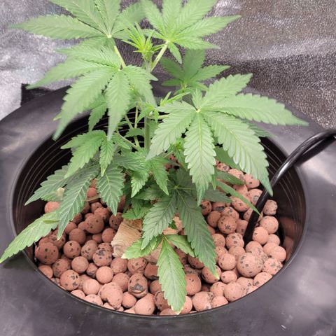 American Pie growlog timeline photo