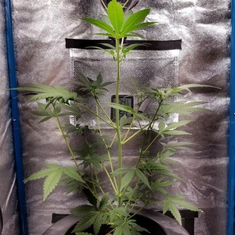 American Pie growlog timeline photo